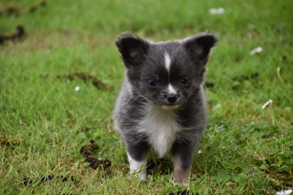 Du Repère Des Poilus - Chiots disponibles - Chihuahua