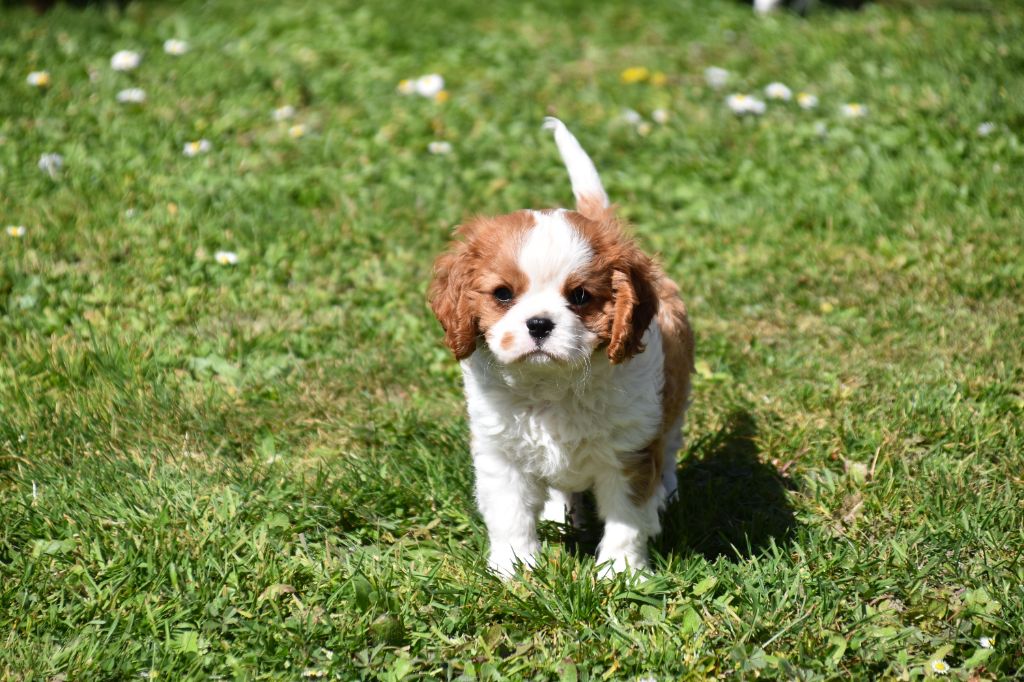 Du Repère Des Poilus - Cavalier King Charles Spaniel - Portée née le 09/02/2025