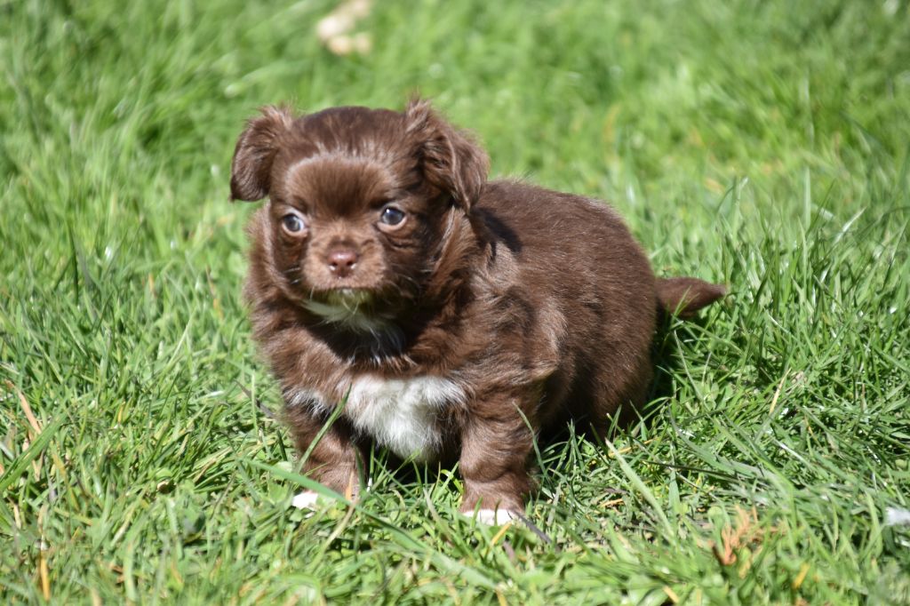 Du Repère Des Poilus - Chiots disponibles - Chihuahua