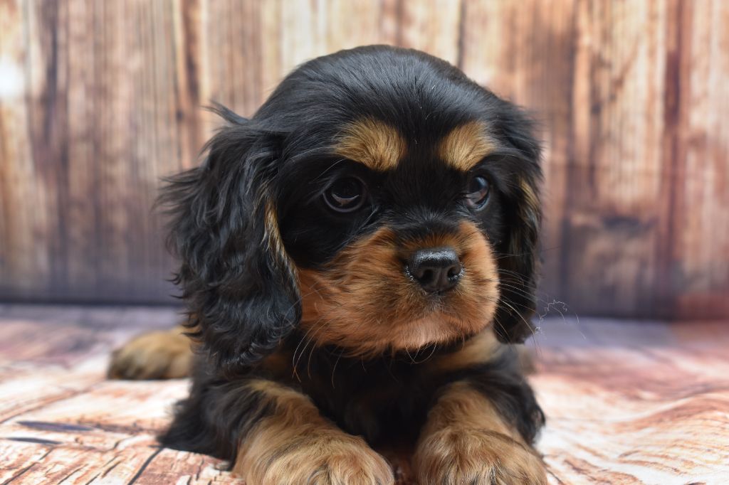 Du Repère Des Poilus - Cavalier King Charles Spaniel - Portée née le 01/12/2024