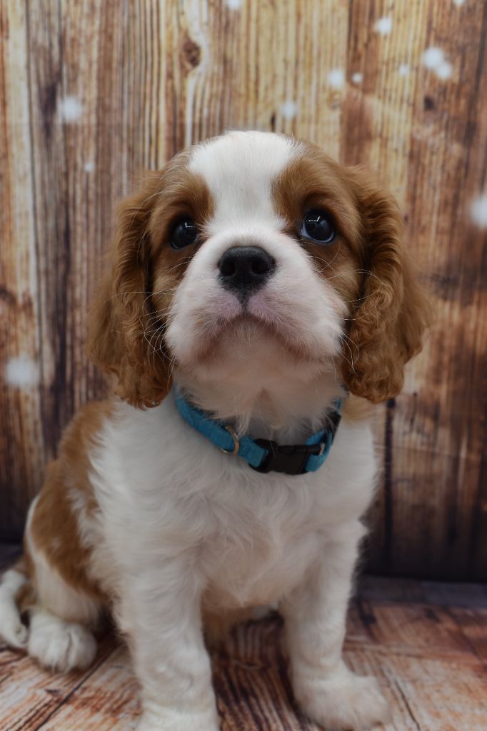Du Repère Des Poilus - Cavalier King Charles Spaniel - Portée née le 06/12/2024