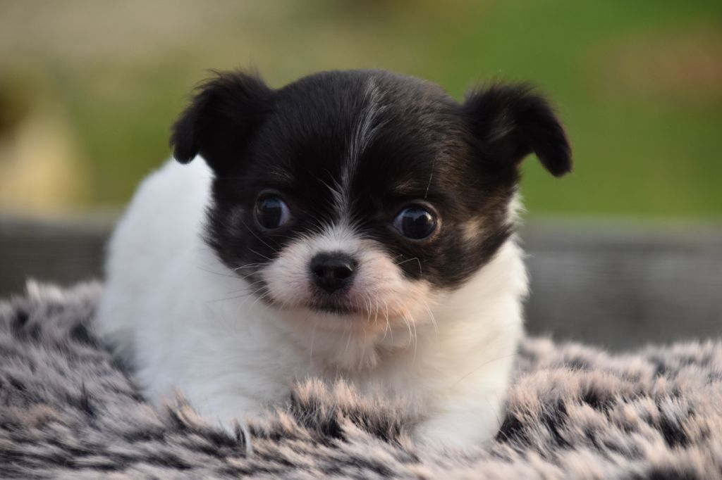 Du Repère Des Poilus - Chiots disponibles - Chihuahua