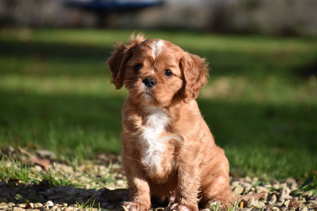 Du Repère Des Poilus - Cavalier King Charles Spaniel - Portée née le 11/10/2024