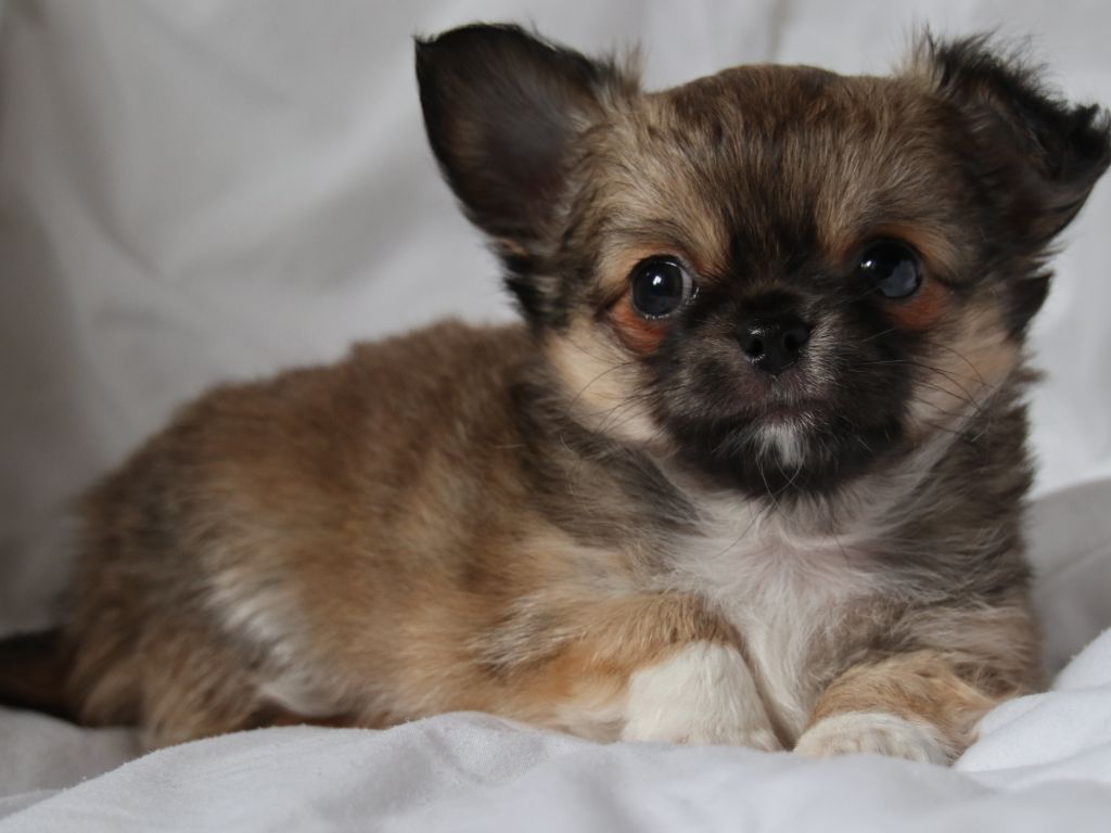 Du Repère Des Poilus - Chihuahua - Portée née le 25/04/2019