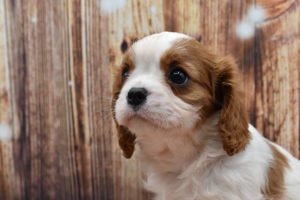 Du Repère Des Poilus - Cavalier King Charles Spaniel - Portée née le 06/12/2024