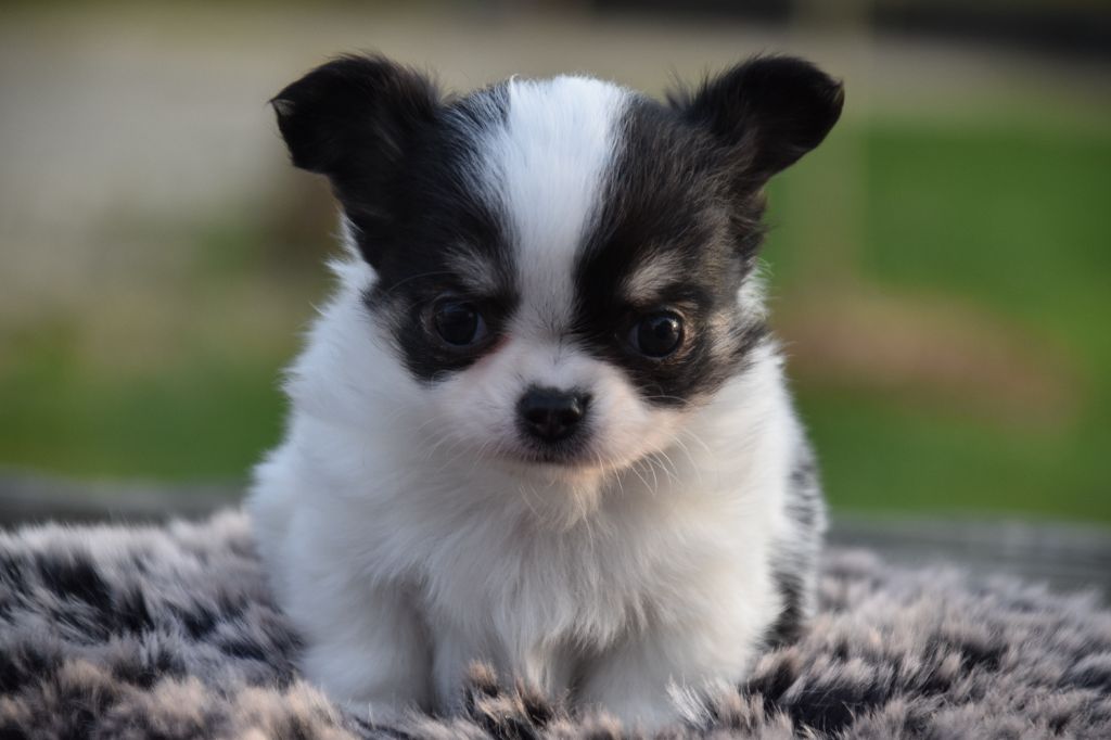 Du Repère Des Poilus - Chiots disponibles - Chihuahua