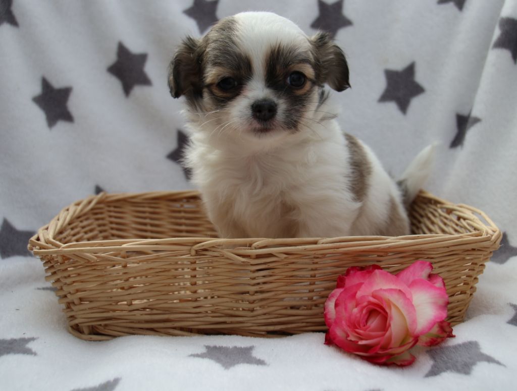 Du Repère Des Poilus - Chihuahua - Portée née le 24/07/2020