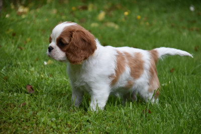 Belle