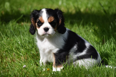 Bella