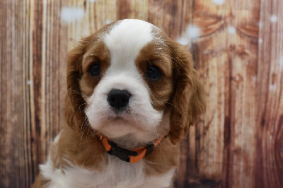 VITO