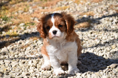 Altesse Daisy