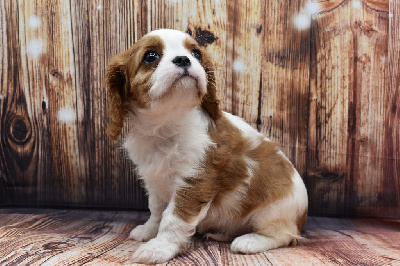 VIKY