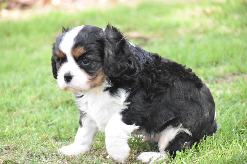 Du Repère Des Poilus - Chiots disponibles - Cavalier King Charles Spaniel