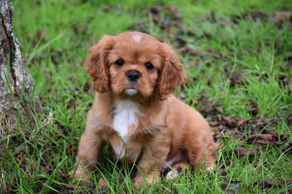 Du Repère Des Poilus - Cavalier King Charles Spaniel - Portée née le 29/07/2024