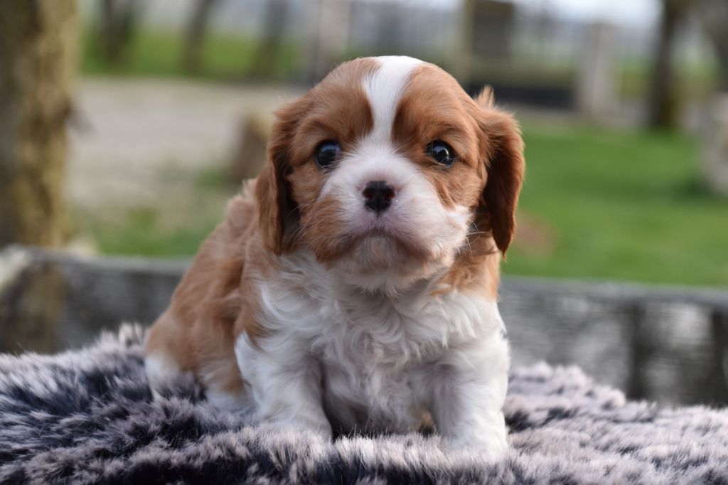 Du Repère Des Poilus - Chiots disponibles - Cavalier King Charles Spaniel