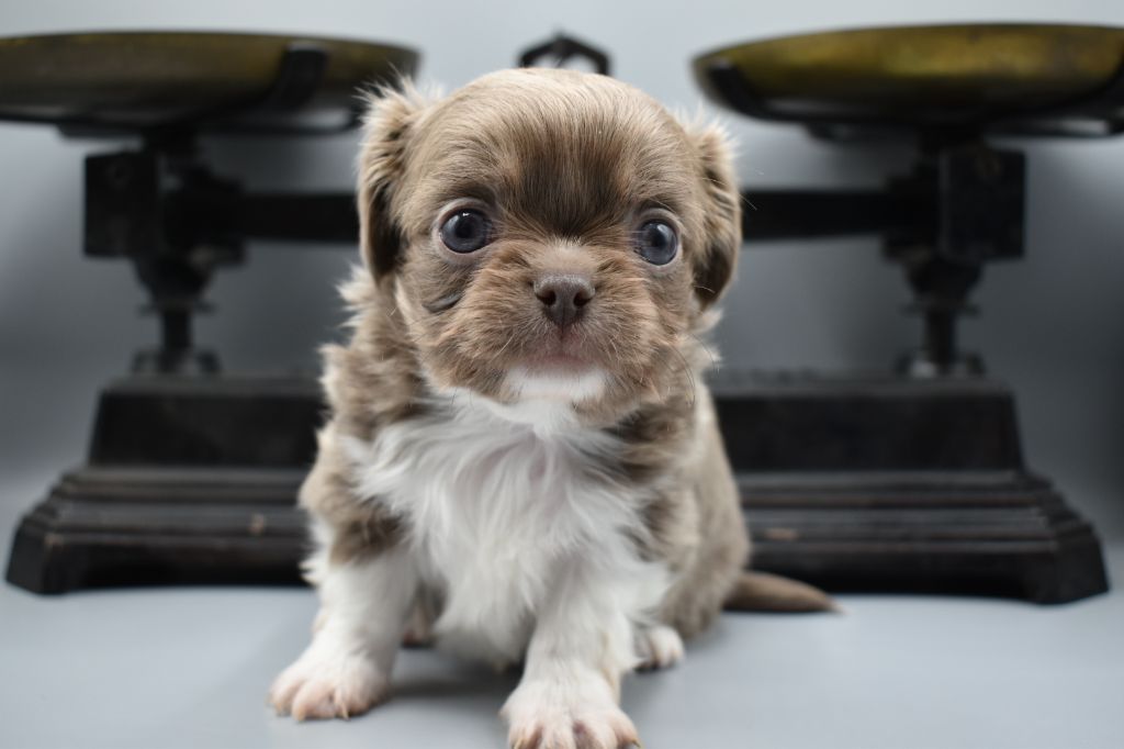 Du Repère Des Poilus - Chihuahua - Portée née le 19/02/2023