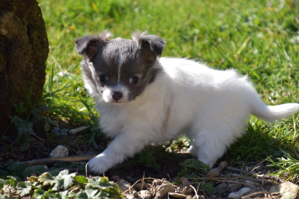 Du Repère Des Poilus - Chiots disponibles - Chihuahua