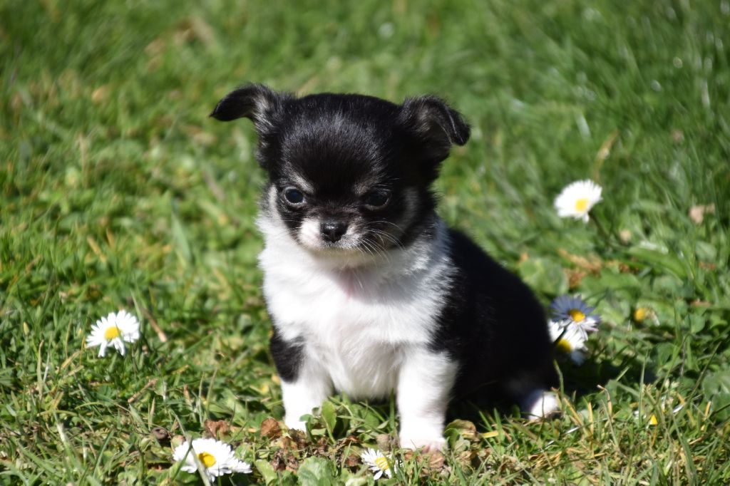 Du Repère Des Poilus - Chiots disponibles - Chihuahua