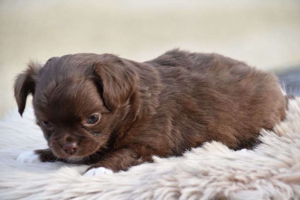 Du Repère Des Poilus - Chiots disponibles - Chihuahua